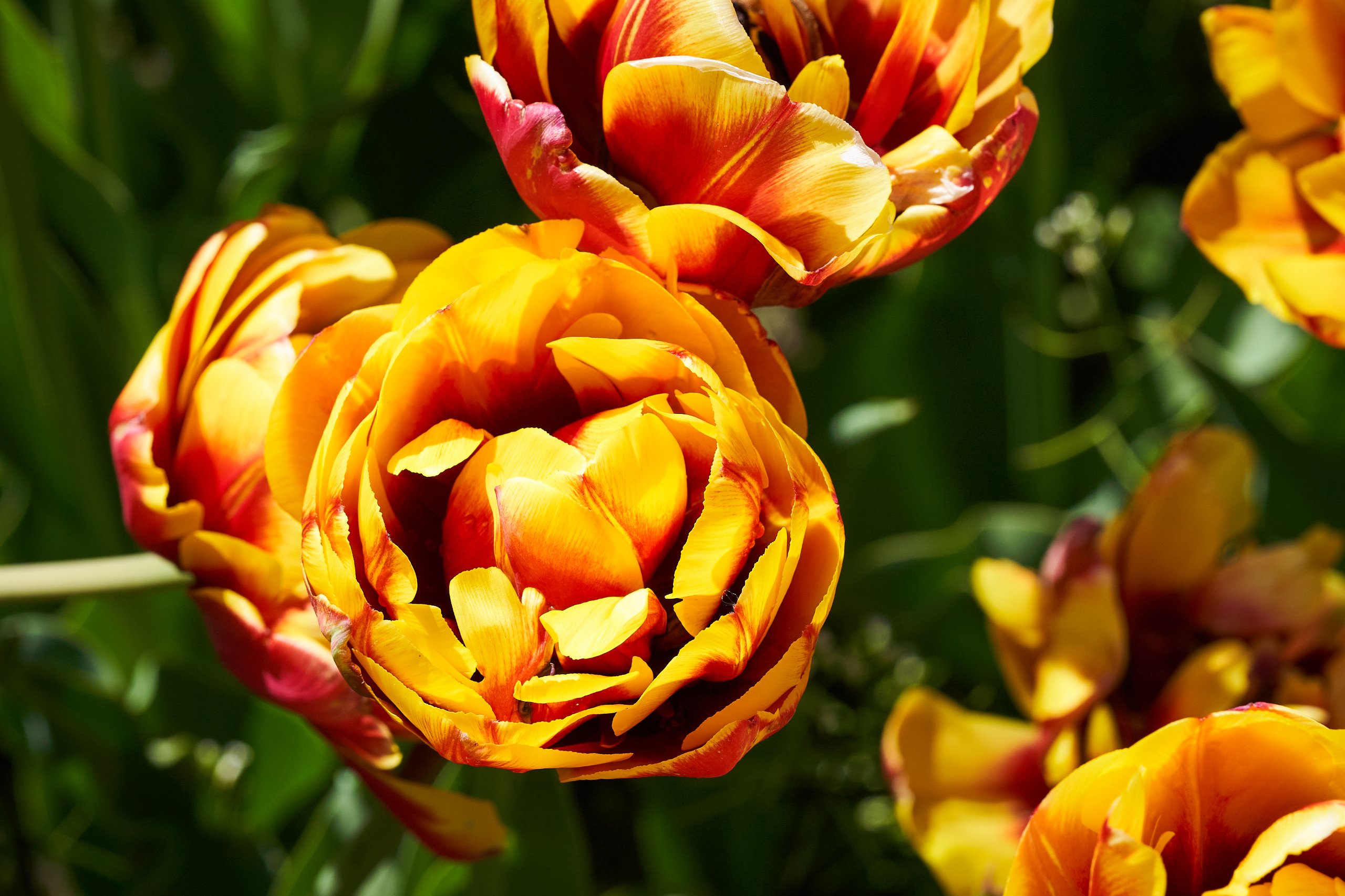 2022 05 08 Gruga 0044